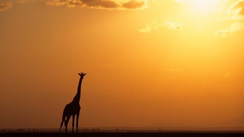 Giraffe sunset RESTRICTED