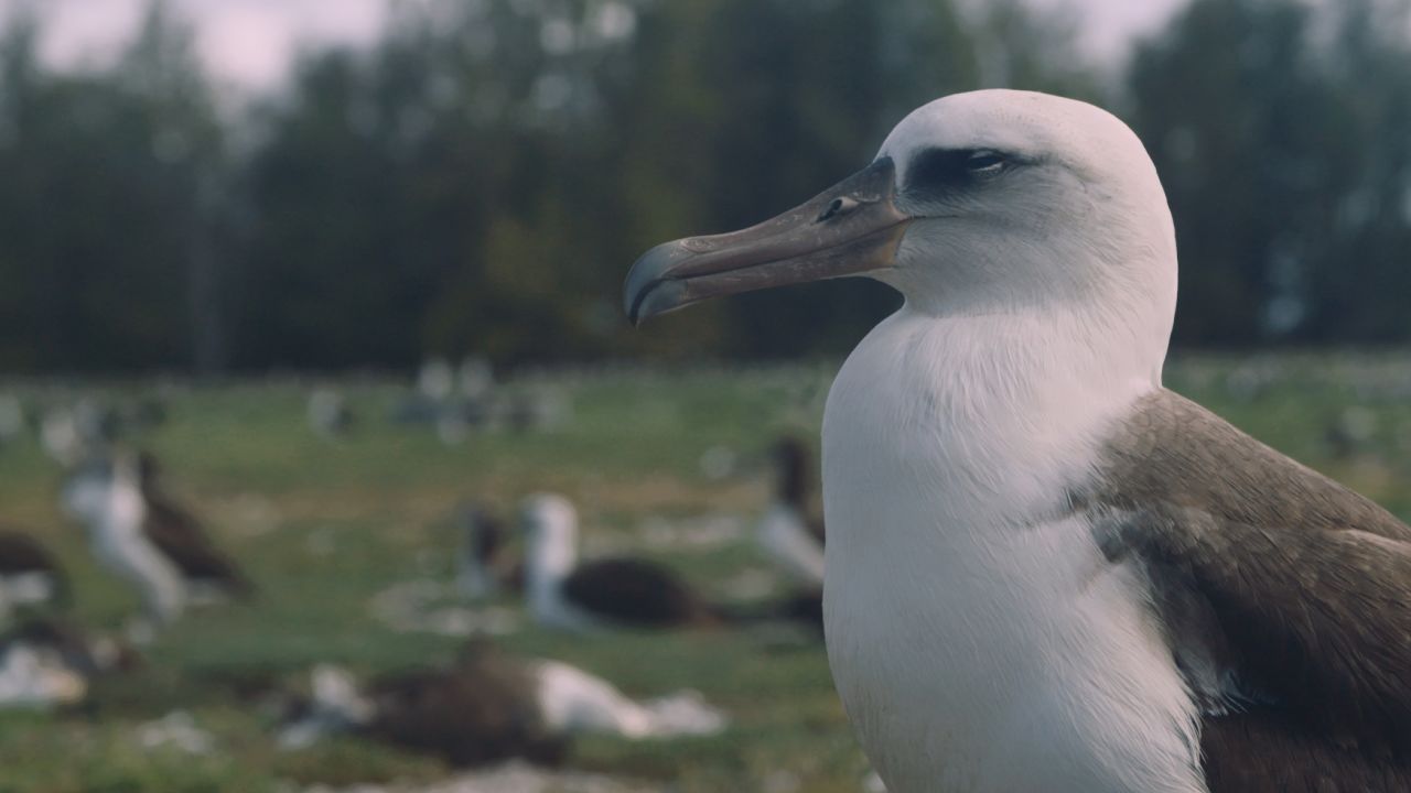 vanishing birds plastic 06