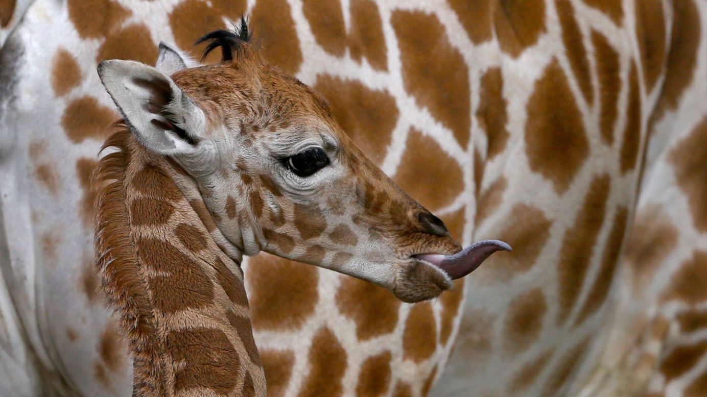 A 1-week-old giraffe calf stands next to its mother at the Port Lympne Wild Animal Park in Kent, England, on Thursday, December 8. Giraffe populations have fallen by up to 40% over the last 30 years and the International Union for Conservation of Nature <a href="http://www.cnn.com/2016/12/08/world/iucn-red-list-giraffe-endangered-trnd/index.html" target="_blank">said on Thursday</a> that giraffes are now considered to be at high risk for extinction. <a href="http://edition.cnn.com/2016/12/08/world/sutter-giraffe-extinction/index.html" target="_blank">Imagine a world without giraffes</a>