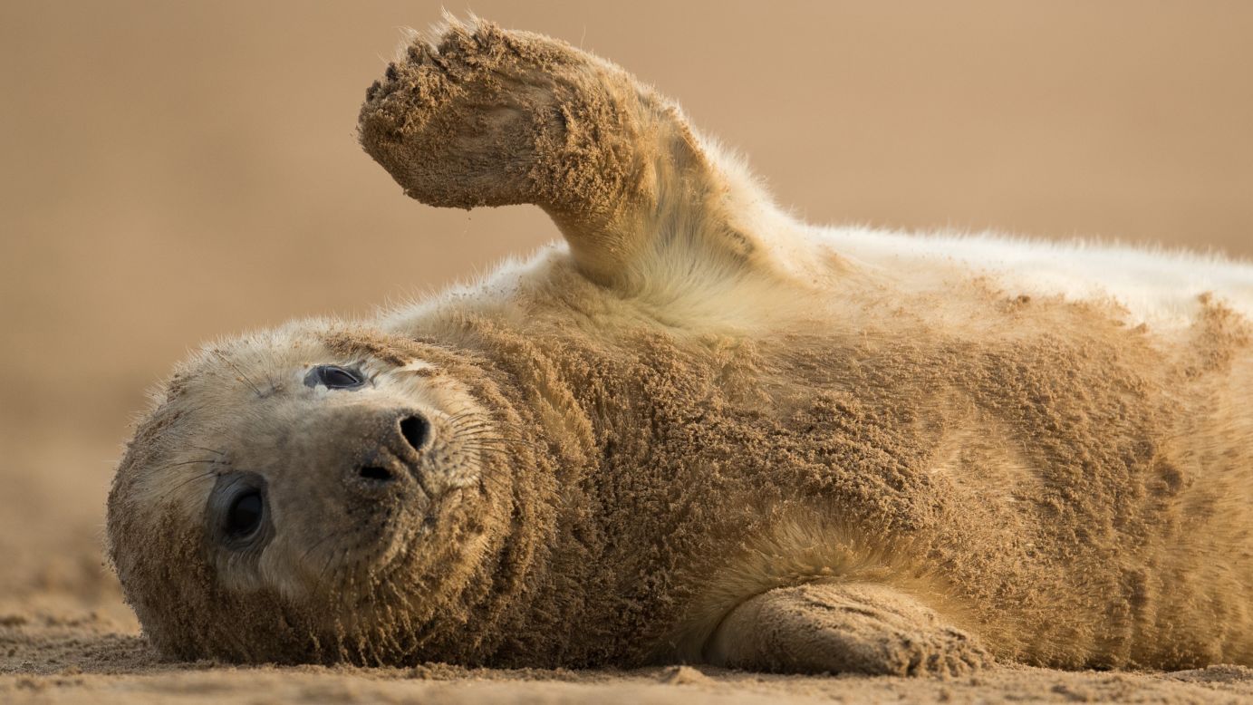 A gray seal pup rolls on the sand near the Donna Nook Nature Reserve in Lincolnshire, England, on Monday, December 5.
