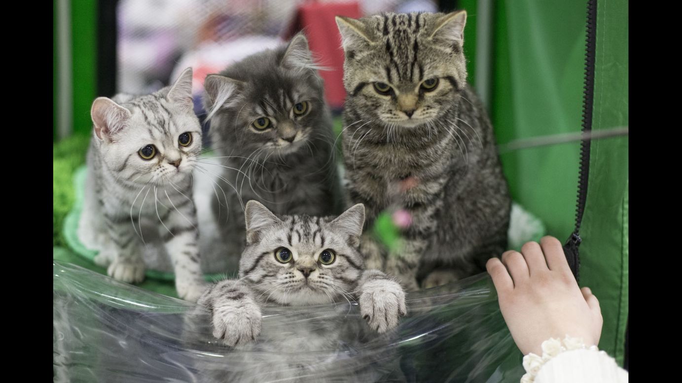 A group of cats wait for evaluation by a judge during a cat show in Moscow on Sunday, December 4.