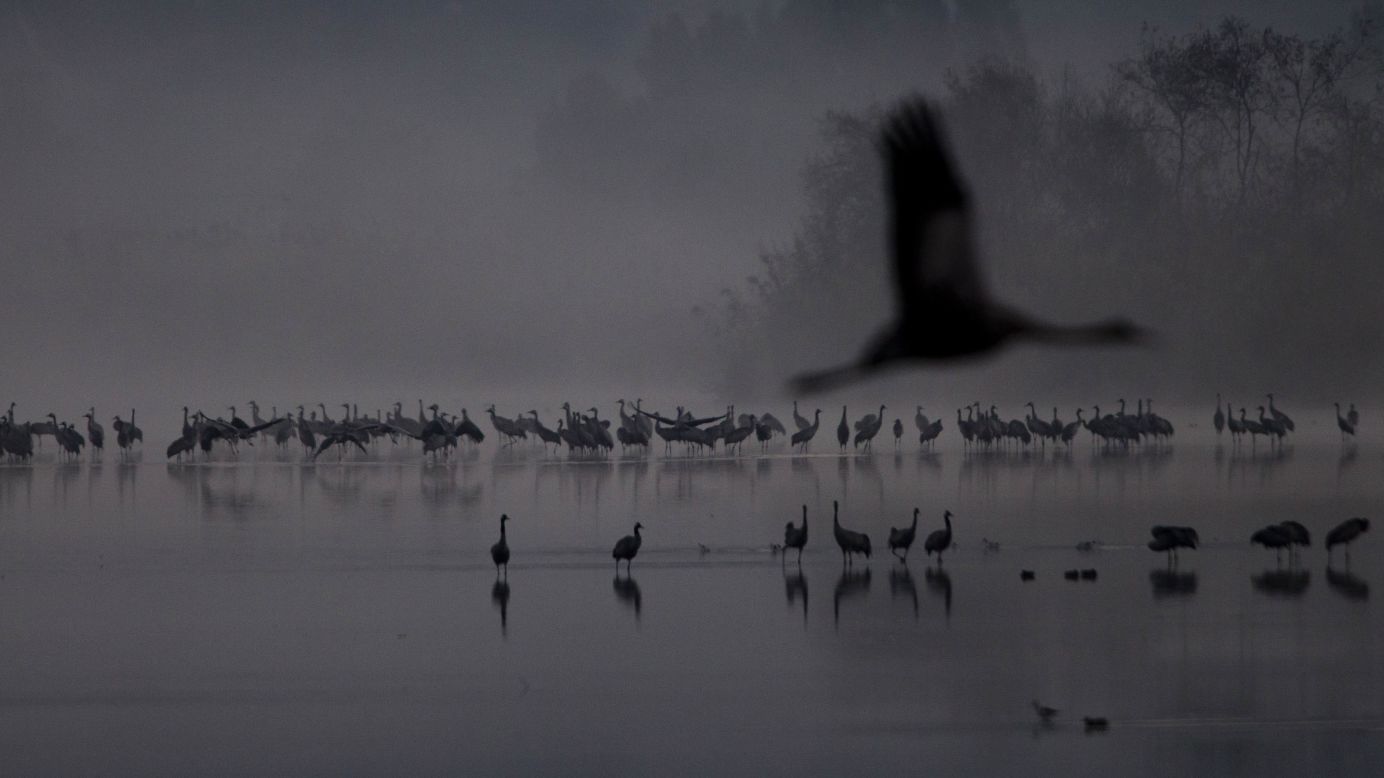 Migrating cranes flock to the Hula Lake conservation area in northern Israel on Wednesday, December 7. <a href="http://www.cnn.com/2016/12/01/world/gallery/week-in-photos-1202/index.html" target="_blank">See last week in 27 photos</a>
