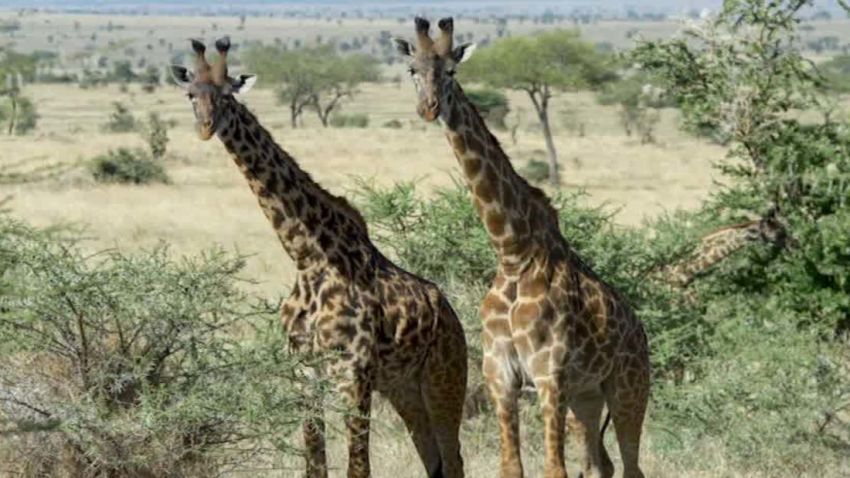 giraffe population plunge sutter intv wrn _00005819.jpg