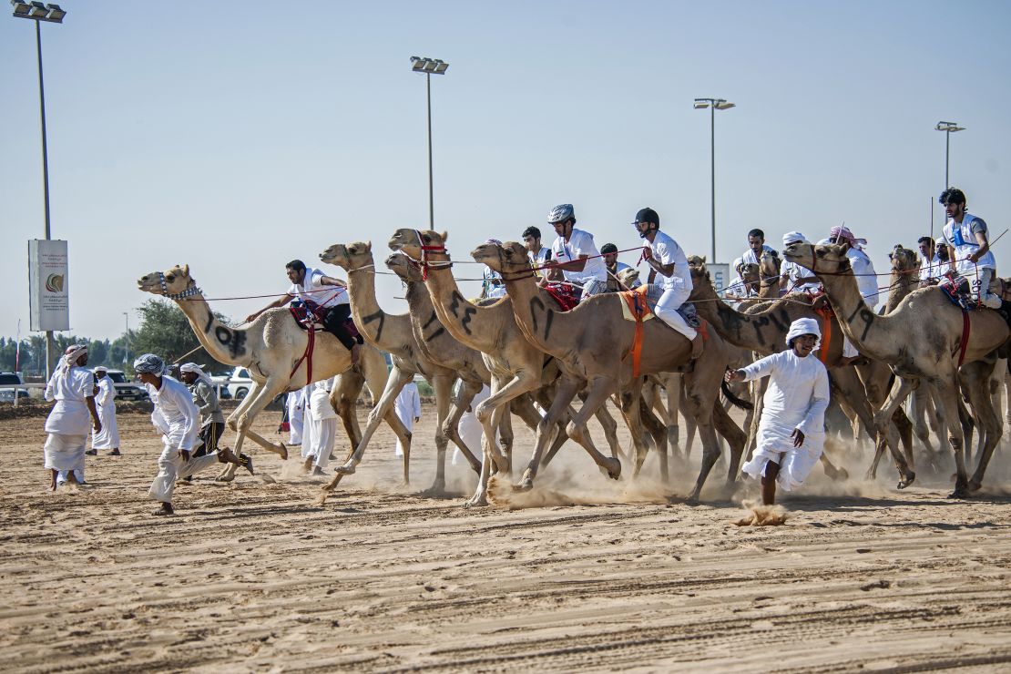 The 2016 National Camel Day Marathon kicks off in Dubai. 