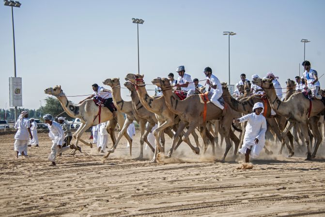 At the second annual National Day Camel Marathon, 100 participants raced to the finish line. 