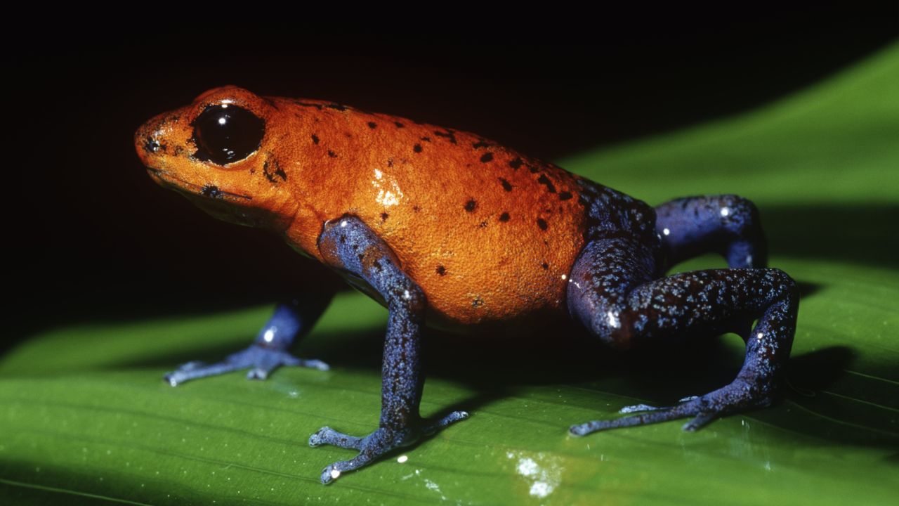 The strawberry poison dart frog is sometimes called the blue jeans frog.