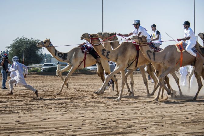Camels are surprisingly fast runners, able to reach speeds of up to 18 miles per hour (30 km/h). 