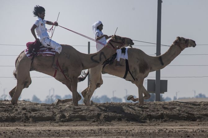 Camels have long been integral to culture in the Middle East. They are traditionally bred for milk or used as caravans to cart goods across the desert.