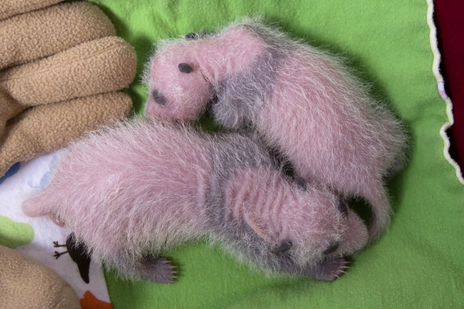 At 12 days old, on September 16, the twins were starting to show their distinctive giant panda markings. Pandas are born nearly hairless and blind and barely larger than a cell phone.