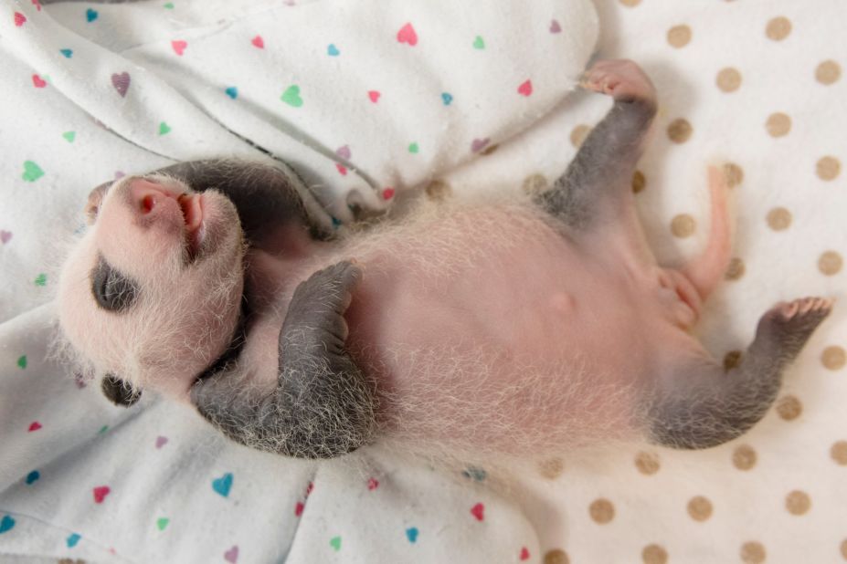 The cubs are the second set of twins for mom Lun Lun and dad Yang Yang. Their twin sisters, Mei Lun and Mei Huan, were born in 2013. This is Ya Lun on September 23. 