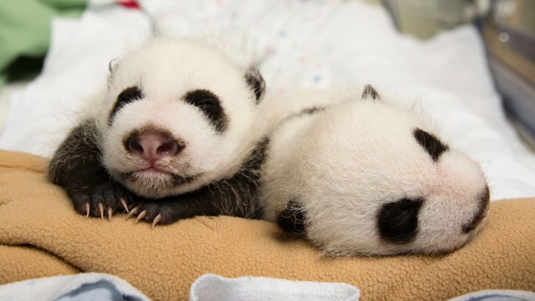 Cub-swapping is used because in the wild giant panda mothers usually care for only one cub when twins are born. The twins are pictured here on October 6.