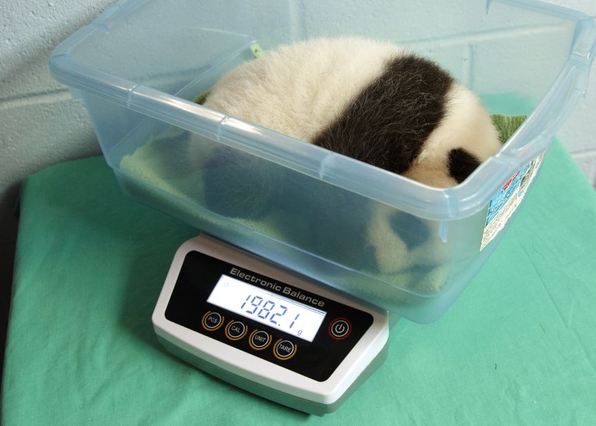 Xi Lun gets weighed on October 27. One cub is cared for in the nursery while mom Lun Lun cares for the other. The cubs are then switched so that Lun Lun alternately cares for both.