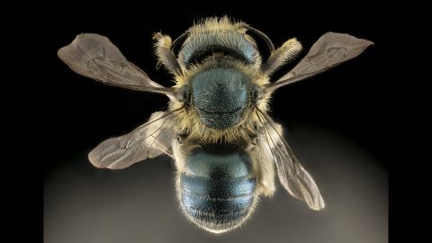 "This beautiful blue bee nests in snail shells," writes Droege. The Osmia conjuncta specimen comes from Maryland. 