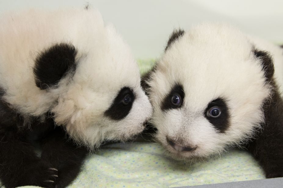 Zoo Atlanta's giant panda cubs Ya Lun, right, and Xi Lun were formerly known as Cub A and Cub B. They're pictured here on December 2, 2016. 