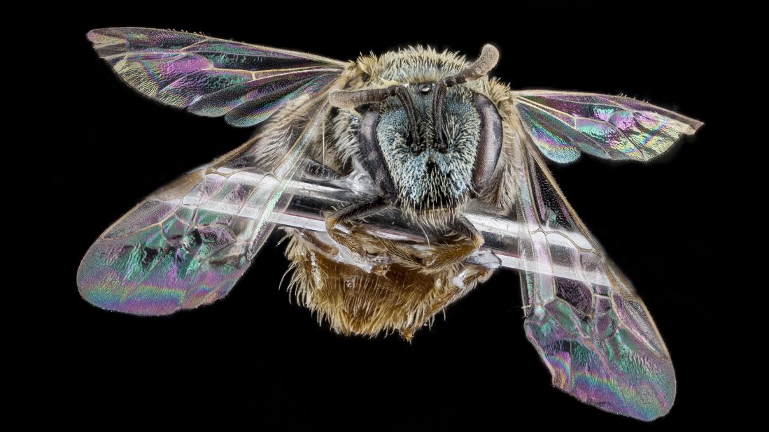 This bee with iridescent wings was collected in Michigan.