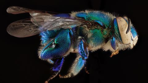 There are an estimated 20,000 bee species worldwide, including those with green and blue bodies. This bee was collected from Biscayne National Park near Miami. 