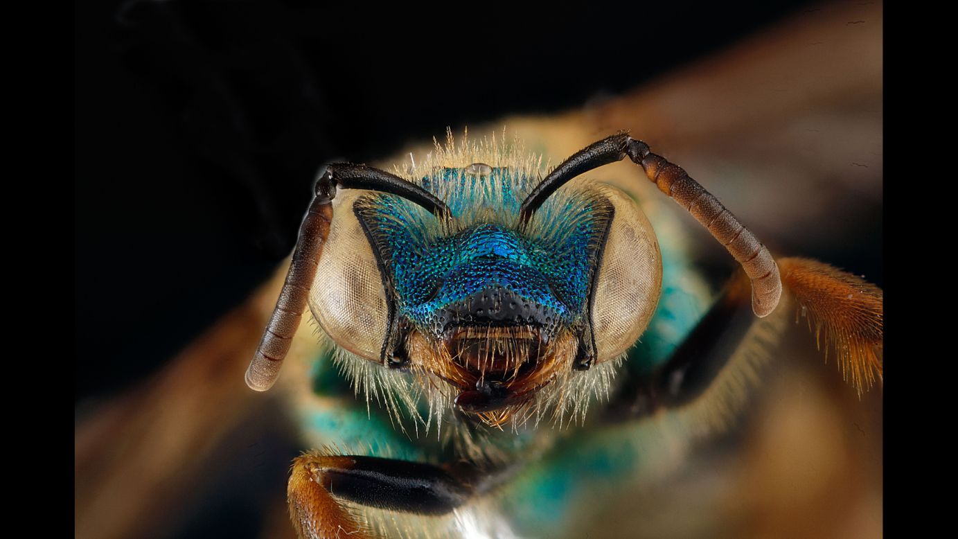 A female Agapostemon splendens. Collected at Timucuan Ecological & Historic Preserve in Florida. 
