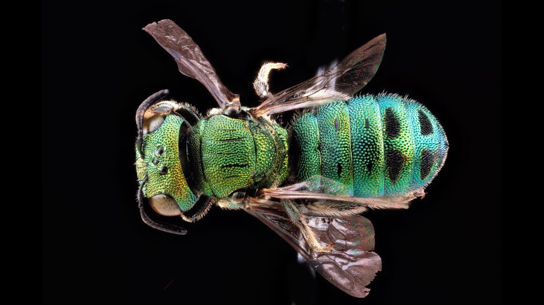 This male bee comes from Oahu, Hawaii.