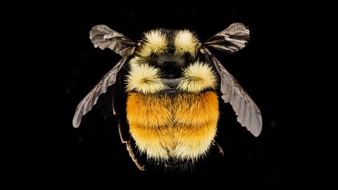 Bombus ternarius -- a bumblebee -- was collected in Franklin County, New York. "In most of New England, the only Bumble Bee with significant orange and yellow on its abdomen," Droege writes. 