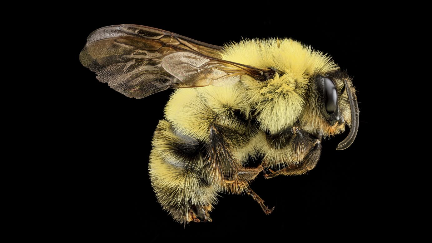 Bombus bimaculatus is another species of bumblebee, found in Virginia. 