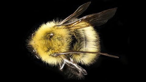 "Ah, the lovely yellow of Bombus perplexus," writes Droege. "For some reason, this species' coloration tends towards bright yellow while other eastern bumbles are more subdued in their yellowness. It varies with their age (the sun fade bumbles plumage) but a nice lemon yellow (color) usually means this species."