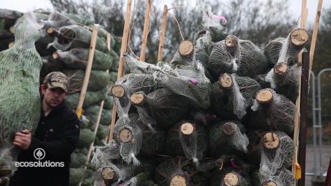 eco solutions christmas tree_00000911.jpg