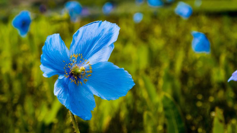One of the few flowers found in nature with blue pigment. According to David Lee of the Department of Biological Sciences at Florida International University "Less than 10 percent of the 280,000 species of flowering plants produce blue flowers". He goes on to say that "plants don't have a direct way of making a blue color".