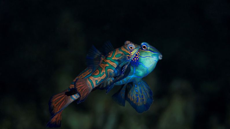 Of the world's 64,000 vertebrates, this Mandarin Fish along with the Psychedelic Fish are the only two with blue pigment. Other vertebrates that appear blue have layers of crystals that reflect light at shorter wavelengths to create a structural color.