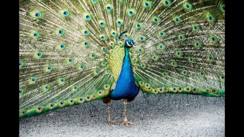Although peacocks shimmer and shine with seemingly blue feathers, this is an optical illusion where light is reflected to appear blue but is in fact structural color.