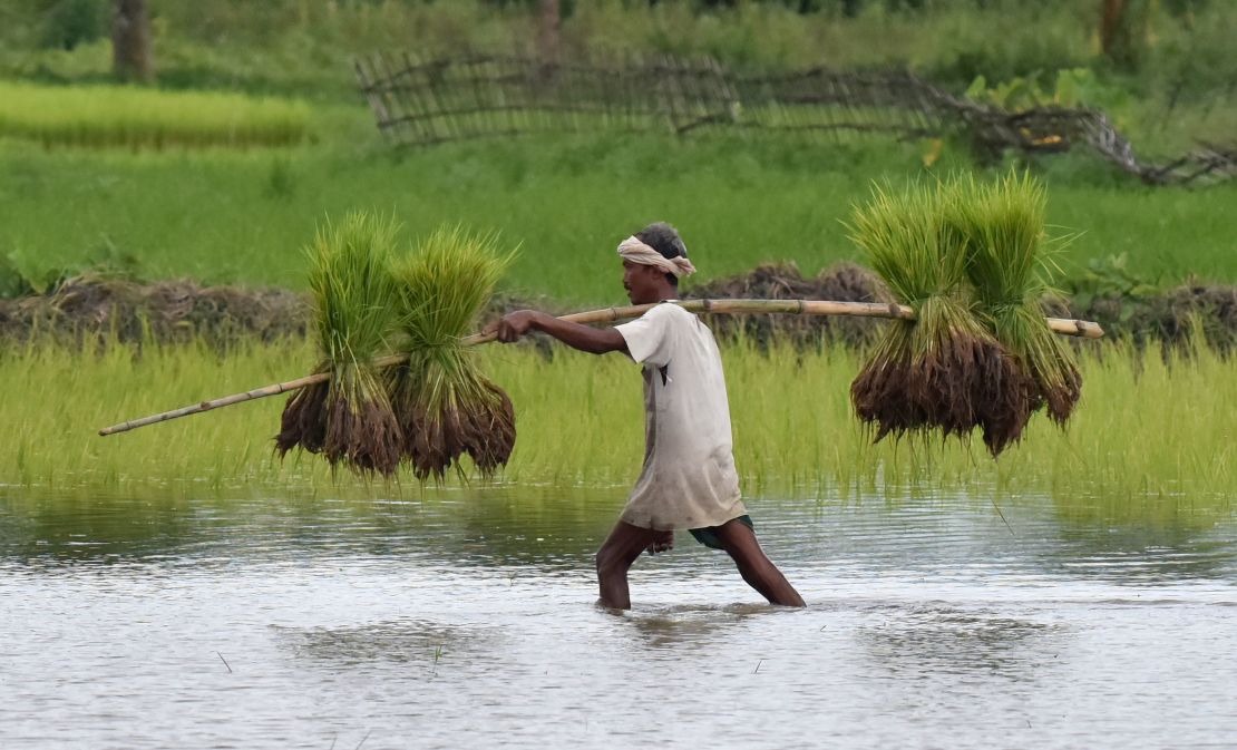 An Indian tribal farmer carries paddy seedlings in Assam.