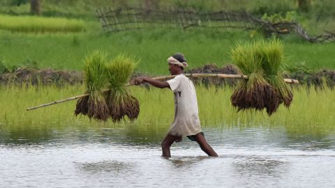 An Indian tribal farmer carries paddy seedlings in Assam.