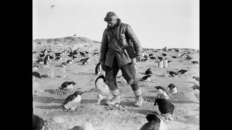 Photographer Herbert Ponting, who traveled to Antarctica with Scott's team, is attacked by an angry penguin on Ross Island.