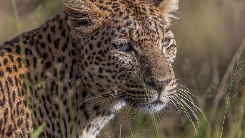 Kruger National Park, South Africa