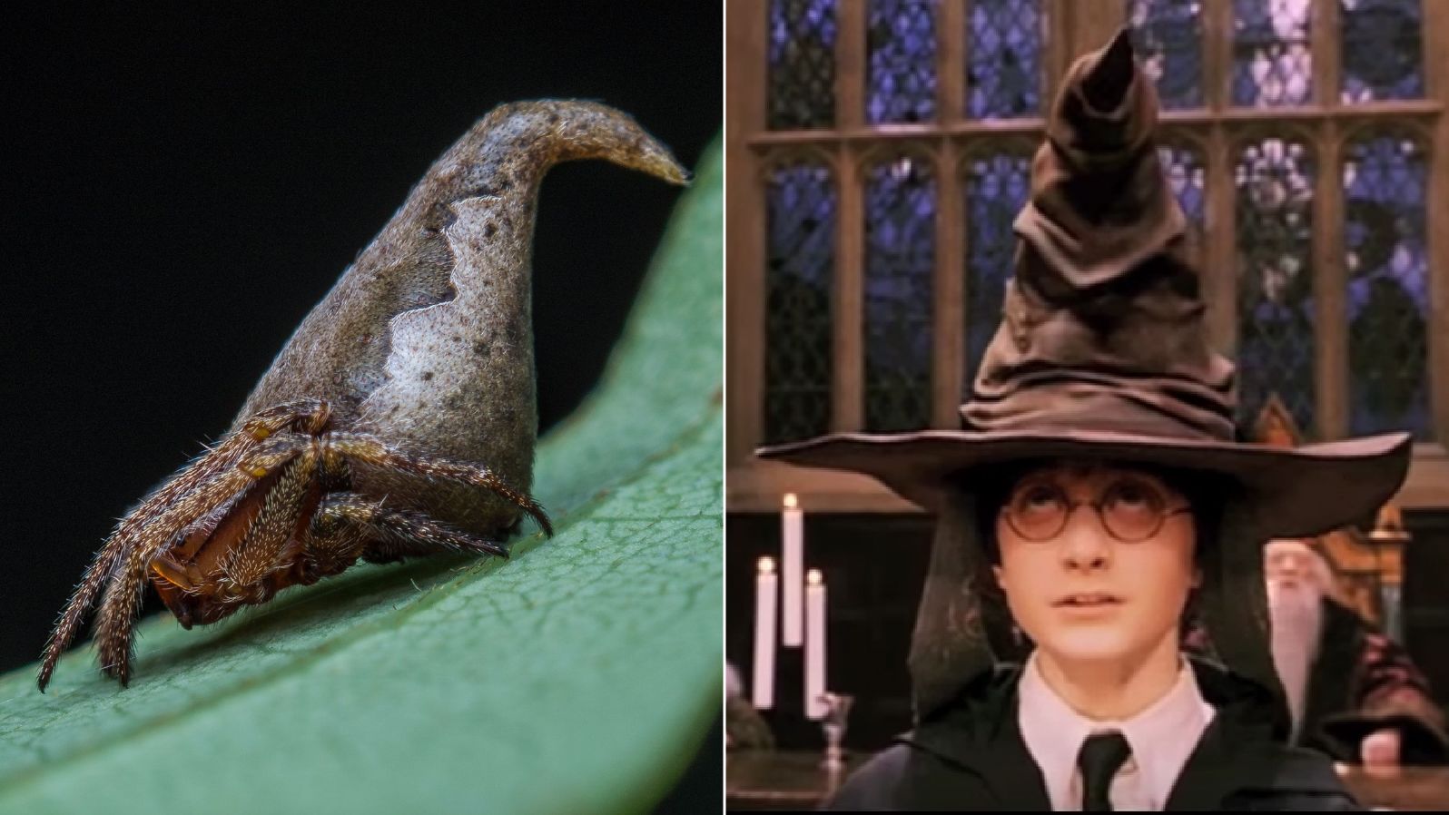 The scientists compared the newly-discovered spider to Harry Potter's sorting hat.
