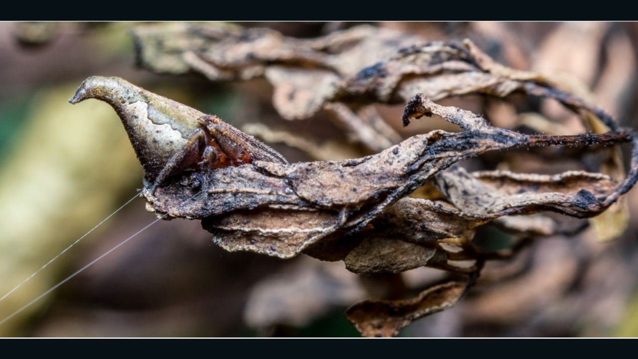 The 'Eriovixia gryffindori' spider blends into its leafy surroundings.