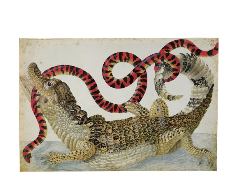 Dutch scientific illustrator Maria Sibylla Merian was known for her extremely detailed drawings of wildlife. She initially drew specimens sent back from the Americas, but would later travel to South America to observe various species in the wild. Seen here: a caiman and a false coral snake.