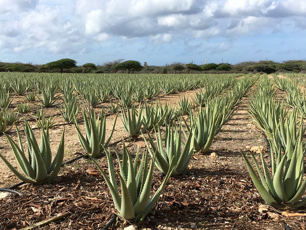 Aruba Aloe was founded in 1890. The company grows, harvests and manufactures aloe products.