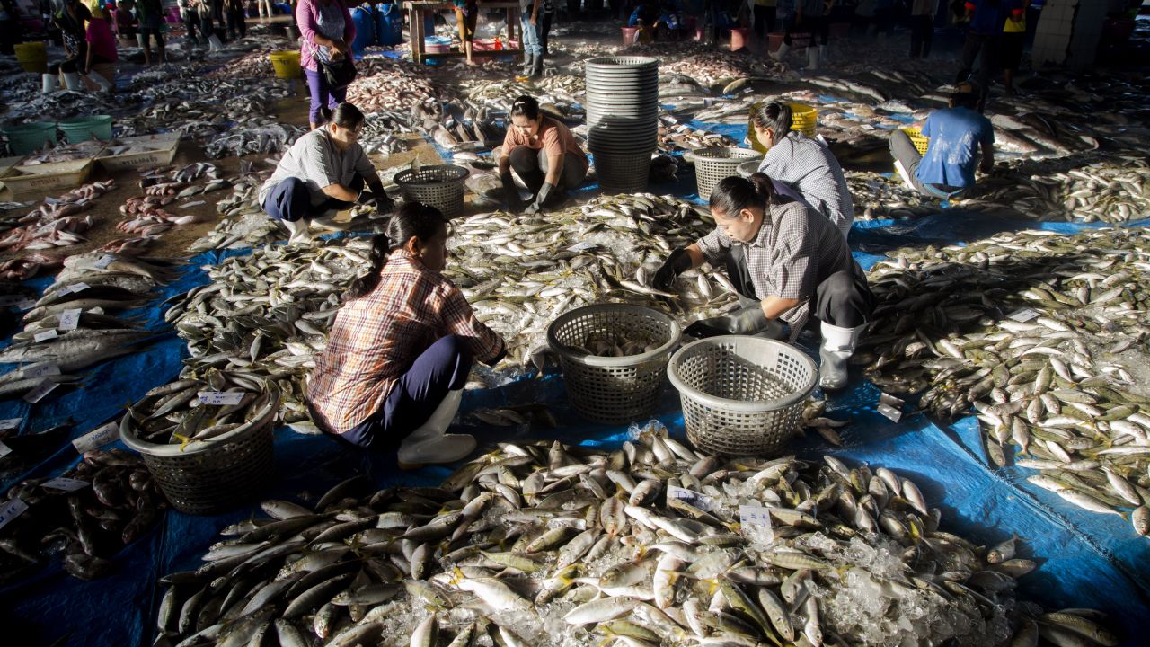 Burmese workers sort freshly-landed fish at the public fishing port in Ranong, southern Thailand.