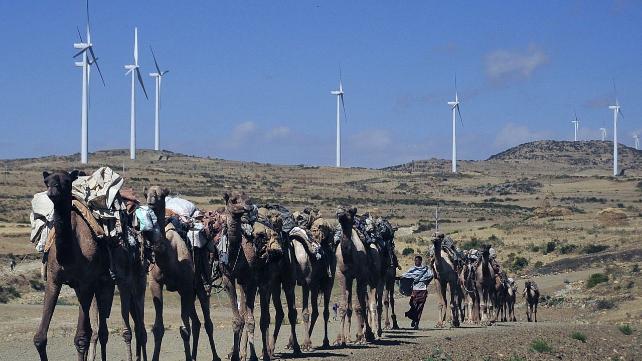 Camels walk along the road near turbines at Ashegoda wind farm in Ethiopia's northern Tigray region. 
