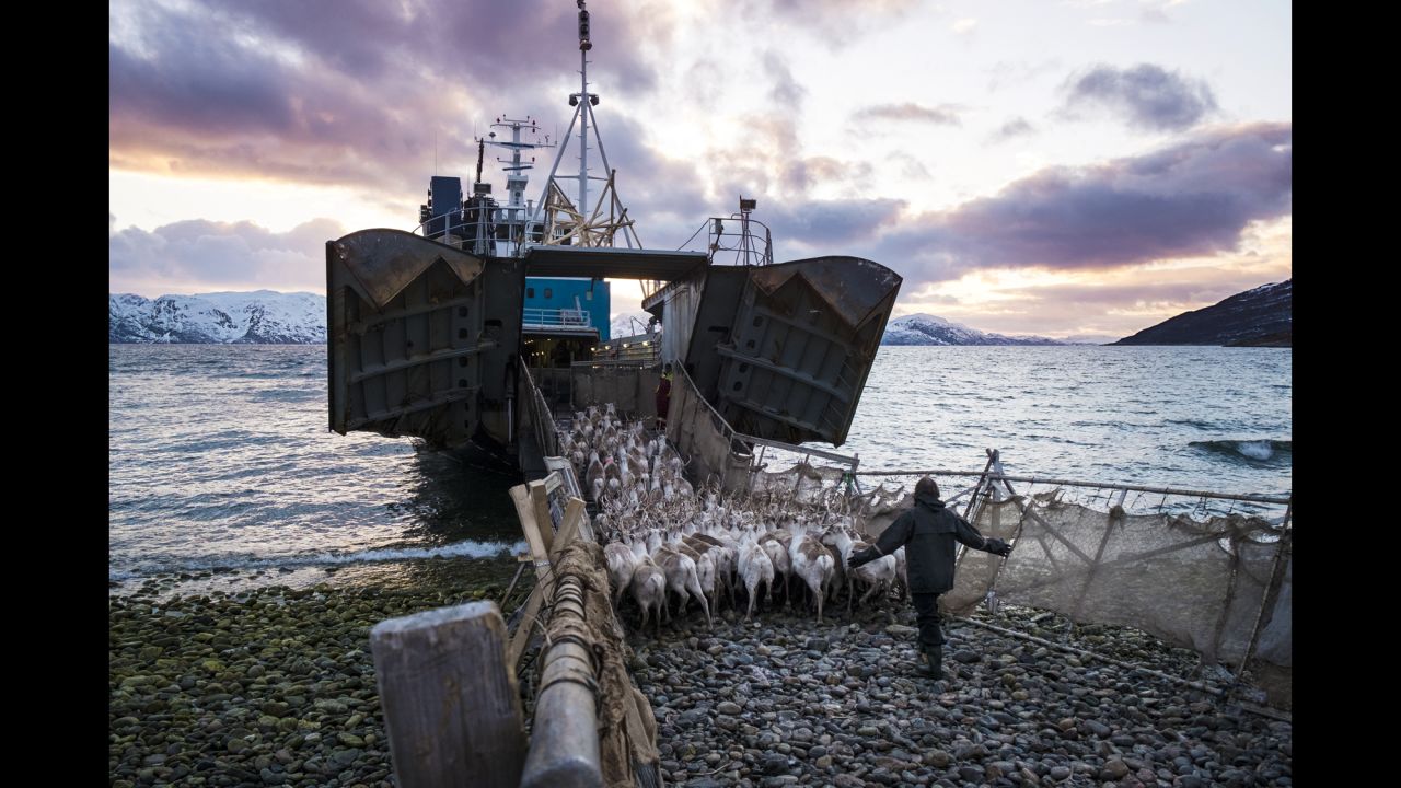 A herd of reindeer is moved onto a boat near Alta, Norway. Because of food shortages, the reindeer are often transported to nearby islands that have more food, according to photographer Gianmarco Maraviglia. Maraviglia traveled with the Reindeer Police, a unit that patrols Norway's northernmost counties.