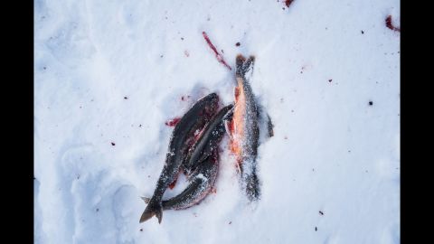 Trout are seen on the ice in Finnmark, a county at Norway's northern tip that is within the Arctic Circle.