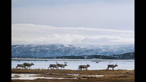 Reindeer look for food near Lakselv, Norway.