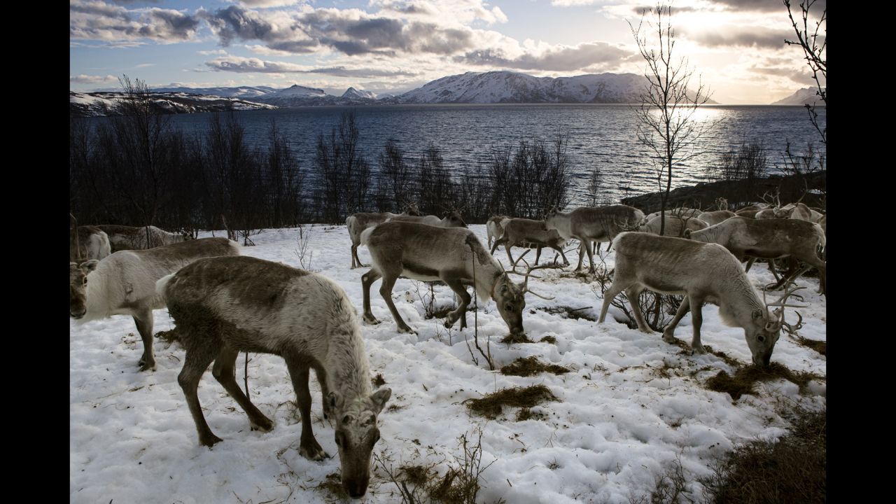 Reindeer wait for a boat that will bring them to an island where food is more plentiful.