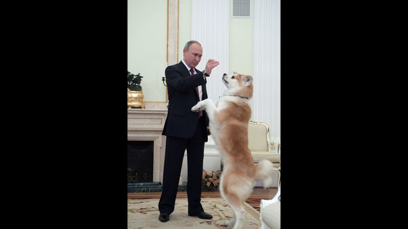 Putin plays with his Yume, an Akita dog, prior to an interview by Nippon Television Network Corporation on December 7, 2016.