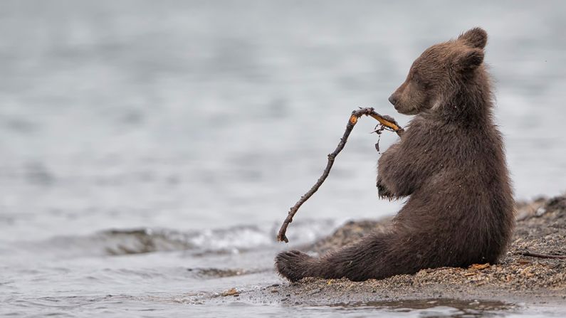 Italian photographer Marco Urso won a special mention in the Wildlife & Nature category for this image of a young bear in Kamchatka, eastern Russia. "The young cubs like to play," Urso says. "This one was having fun with a small stick. After biting it, he relaxed for a few seconds, looking like a little fisherman."