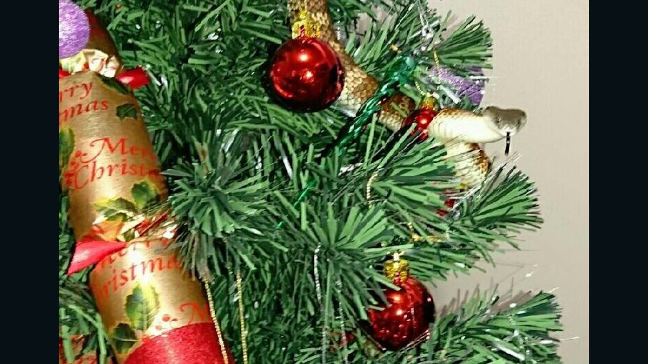 A deadly snake peers out from a Christmas tree.