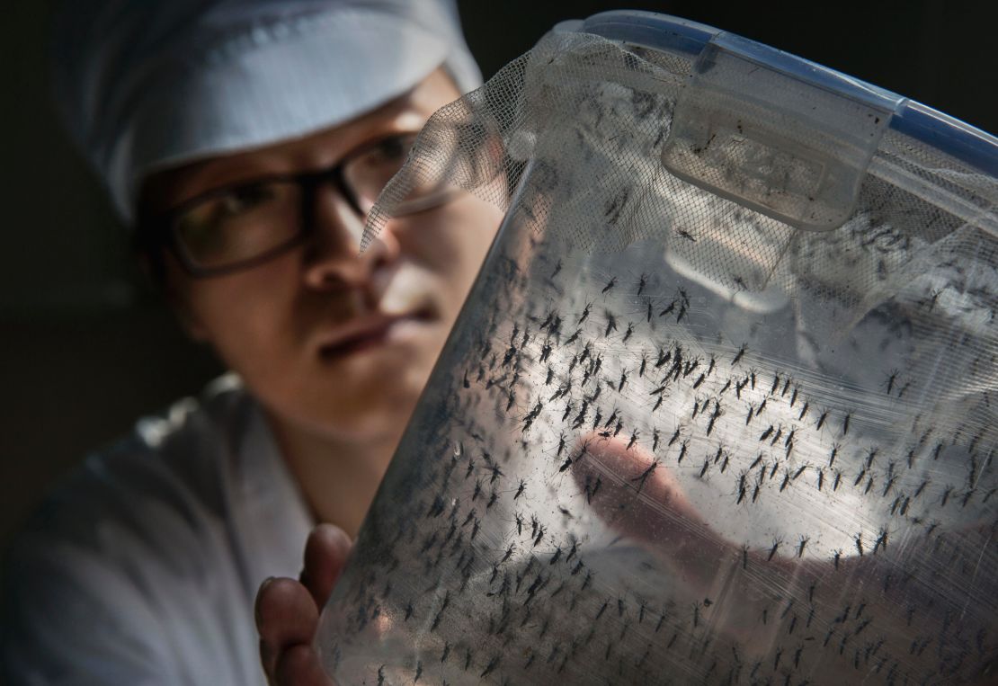 Zhang Dongjing displays a container of sterile adult male mosquitoes that are ready to be released in a lab in the mass production facility. 