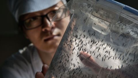 Zhang Dongjing displays a container of sterile adult male mosquitoes that are ready to be released in a lab in the mass production facility. 