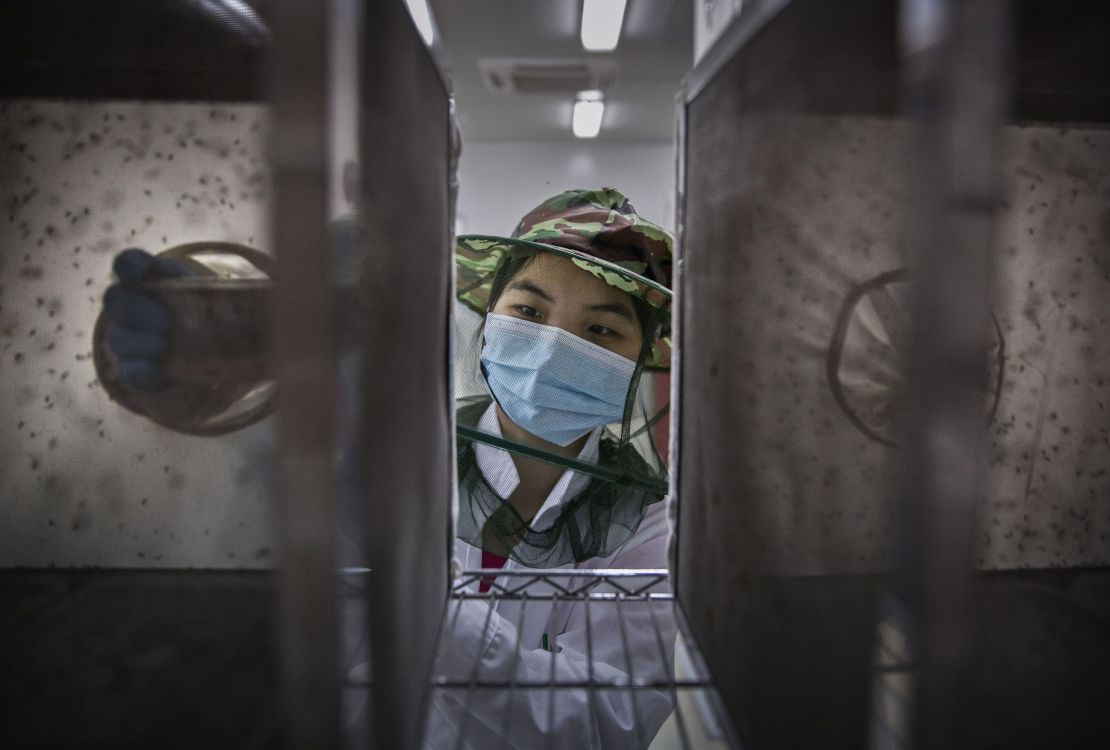 Lab technician Chen Chunping places pupa into a cage in the mass production facility.
