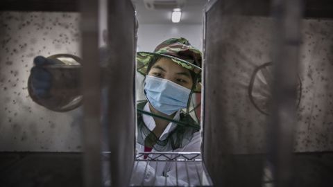 Lab technician Chen Chunping places pupa into a cage in the mass production facility.